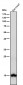 Anti-Histone H3 (di methyl K79) Rabbit Monoclonal Antibody